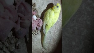 'Lovebird chick food eating  Lovebird chick'
