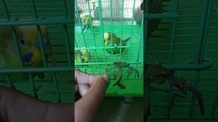 'love bird tulasi patra very nice bird heldi food'