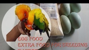 'Cara membuat egg food lovebird Falk Sunconure| Breeding parrot | Pakan tambahan'