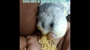 'fishes & Love bird take food என்ன ஒரு அழகு அழகோ அழகு