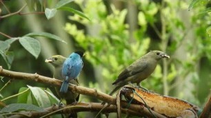 'Beautiful Lovebird | Birds of prey | Birds Nest | Cute birds eating food'