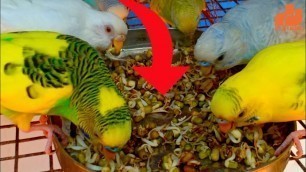 'My Love Birds Special Food Time | Budgies Video | My Pet plant'