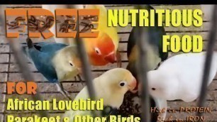 'FREE NUTRITIOUS FOOD FOR AFRICAN LOVEBIRD AND PARAKEET (LIBRENG PAG KAIN NG IBON)'