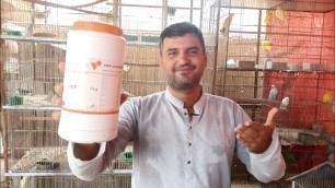 'Breeding Season Ki Tayyari Kaise Karen Java Aur Lovebird ka Soft Food'