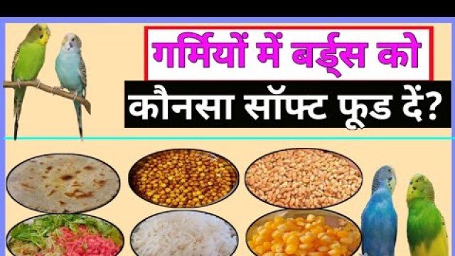 'BEST SUMMER FOOD FOR YOUR BIRDS || गर्मियों में अपने बर्ड्स को खाने में क्या दें?'