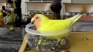 'Lovebird eating in her food bowl'