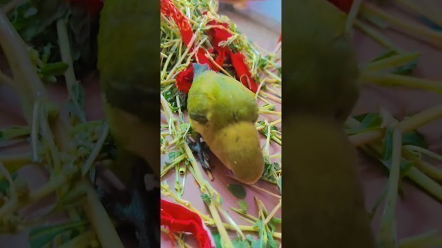 'peach face lovebird baby parrot eating food naturally 
