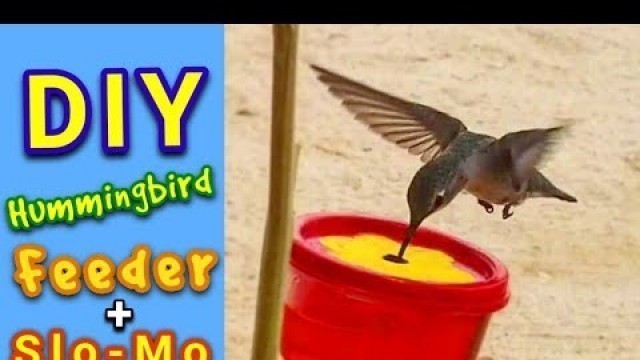 'DIY Hummingbird Feeder and Slow-Motion!'