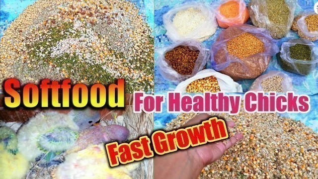 'Soft food for Healthy Bird | Fast Growth Chicks | ये भीगा दाना खिलाने से बच्चो  की Growth देखे'