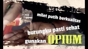 'COMMERCIAL BREAK : OPIUM - Lovebird Food from KURNIA BIRD FARM'