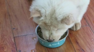 'Puppy eating Beef Pro (Cloudy the Chowchow)'