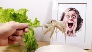 'Eating Octopus ASMR Food - EATING SOUNDS NO TALK - Kluna Tok Dinner'