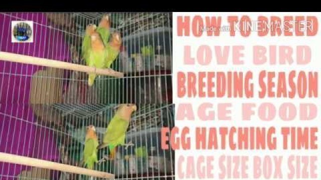 'How to breed love bird breeding season|| age eggs hatching time || food cage size box size in hindi'