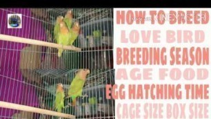 'How to breed love bird breeding season|| age eggs hatching time || food cage size box size in hindi'