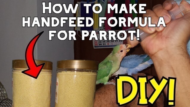 'How to make hand feeding formula for baby birds parrot | Lovebirds, Cockatiel, Sun Conure , GCC'