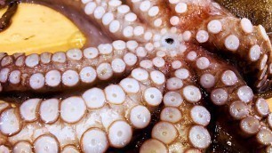 '【Japanese local food Octopus in Kanagawa 】神奈川県産/真蛸　油壷の旬蛸!! 旨味絶品！　薫り爆発の蛸飯と箸でも切れる柔らか煮'