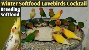 'Winter Breeding Softfood Lovebirds and Cocktail'