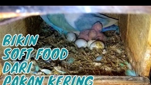 'SOFT FOOD dari PAKAN KERING buat anakan lovebird baru netas'