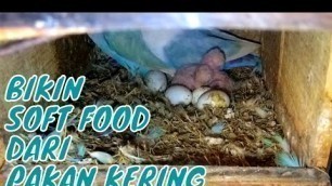 'SOFT FOOD dari PAKAN KERING buat anakan lovebird baru netas'