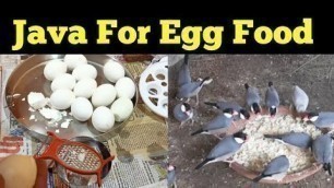 'Egg Food for birds java,Finch,Bjri,love bird#egg food'