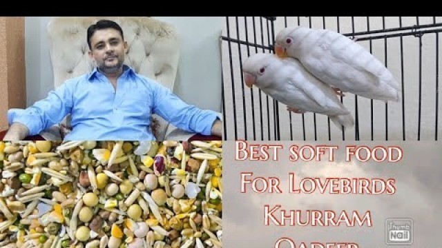 'Albino best soft food for love bird(Khurram Qadeer Bloodline) Daily routine!!!'