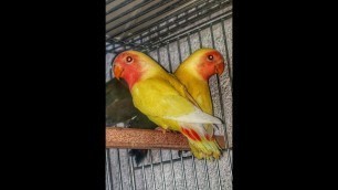 'Kızıştırıcı yumurta maması yapımı,Sevda papağanları - LoveBird Agapornis Roseicollis egg food'