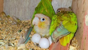 'Cockatiel, Lovebird, Conure, Budgerigar Enjoy Their Egg Food'
