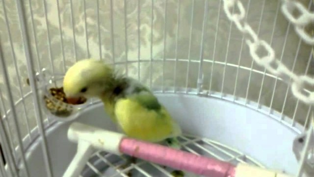 'Berry the Lovebird #2 : Solid Food'