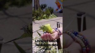 'Lovebird eating food from cute Hand।#shorts #viral #short#lovebird #Parakeet#food#cute photofocuspro'