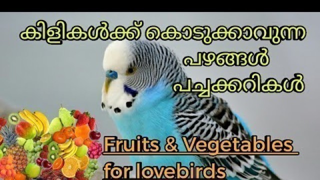 'Lovebirds ന് കൊടുക്കാവുന്ന പഴങ്ങളും പച്ചക്കറികളും | Fruits & vegetables'