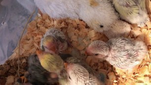 'Lovebirds. How to hand feed lovebird babies'