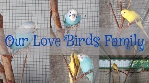 'Our Lovebirds Family