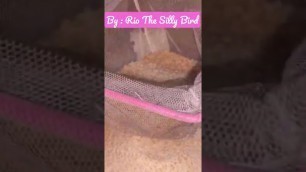 '#howtomake  BABY LOVEBIRD FOOD AT HOME | Tested with my own birds of course ⭐️⭐️⭐️'