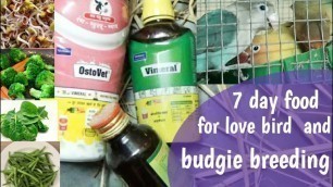 '7 day food schedule for love bird and budgie breeding/love bird weekly breeding food'
