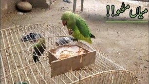 'A Parrot eating there food.love bird eating food.'