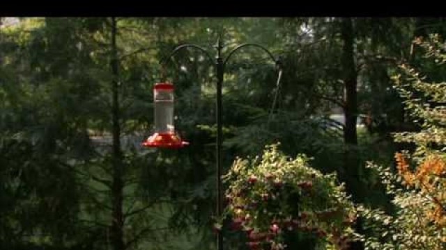 'Suggested Placement for your Perky Pet®  Hummingbird Feeder'
