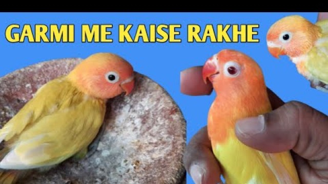 'lovebird care in summer season   | matkiya utarna aor garmi me food kon sa dena he'