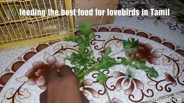 'Feeding the love bird best food in Tamil'