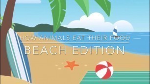 'How animals eat their food beach addition'