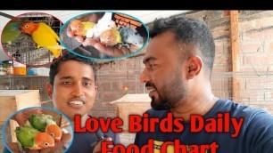 'All Love Birds Daily Food Chart || Best Foods For Love Birds Breeding || Biswas Birds'