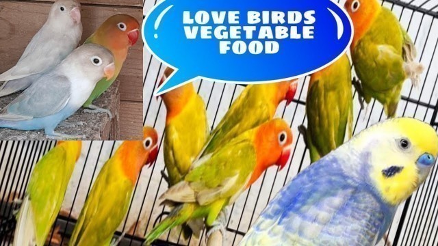 'African Lovebird food love birds food'