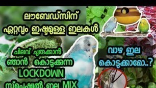 'Lovebird\'s Food list Malayalam | Special food mix |  ഇഷ്ട്ട ഇല ഭക്ഷങ്ങൾ'