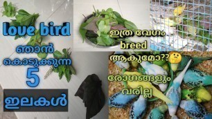 'love bird kazhikunna 5 elakal Ithara ishtapedum ennu vicharichilla (BEST LEAF FOOD FOR LOVE BIRDS)..'