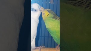 'love bird sharing the food'