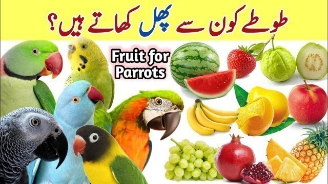 'Fruit for parakeets | Summer fruit for lovebird budgies ringneck parrot | parrot food list in summer'