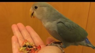 'How to Get Your Parrot/Lovebird to Try Fresh Fruit'