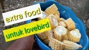 'Makanan Tambahan Ekstra Food Baik Untuk LOVEBIRD'