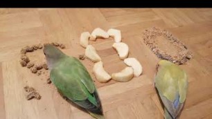 'Lovebird food party - Which food will they chose ł 500 Subs Special'