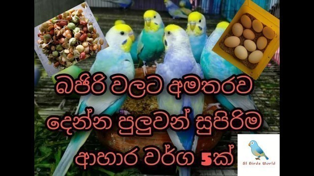 'Love birds best foods list sinhala | Foods feeder sinhala | Sl Birds World'