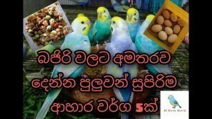 'Love birds best foods list sinhala | Foods feeder sinhala | Sl Birds World'
